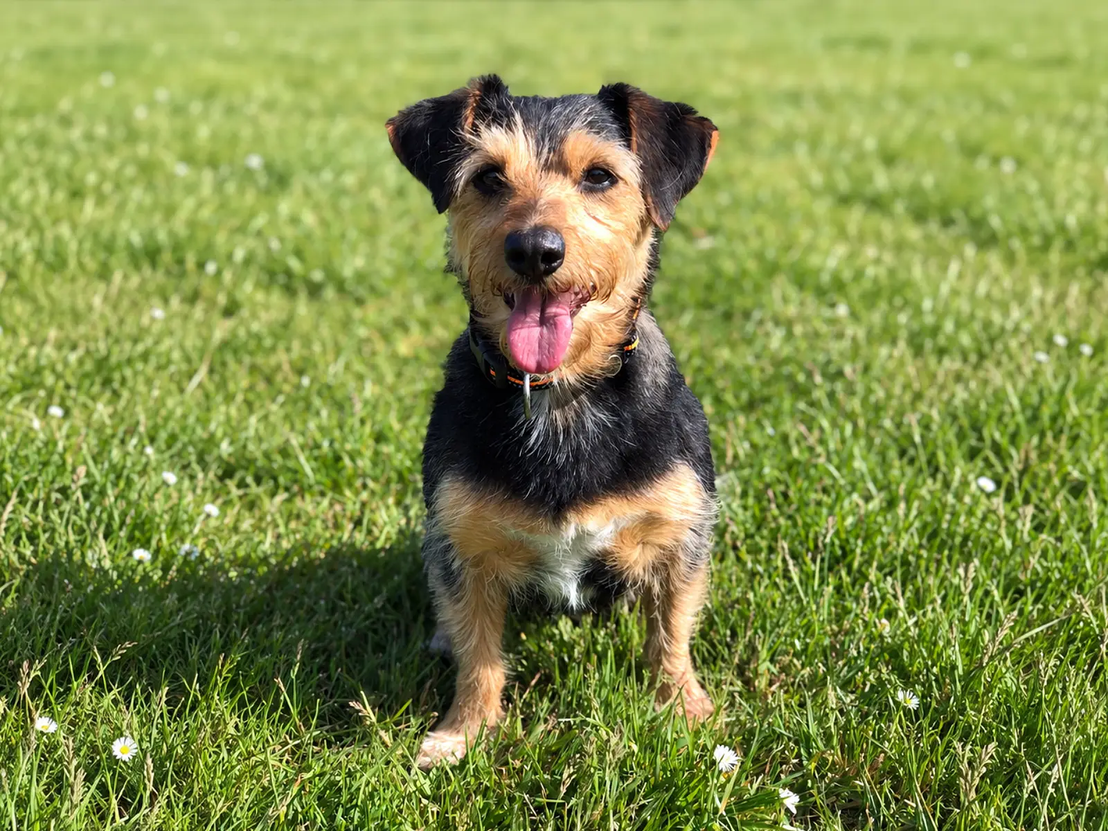 Luna, the much-loved rescue dog who inspired the book